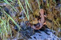 Newts Mating in San Francisquito Creek
