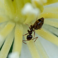 Winter Ant (Prenolepis imparis) on Chaparral Clematis (C. lasiantha)