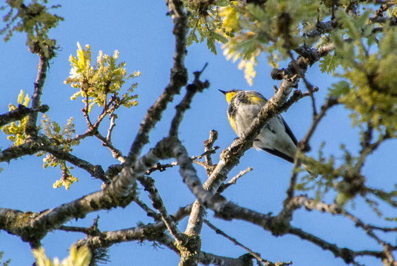 Yellow-rumped Warbler (Setophaga coronata) in Visitors' Oak in Springtime