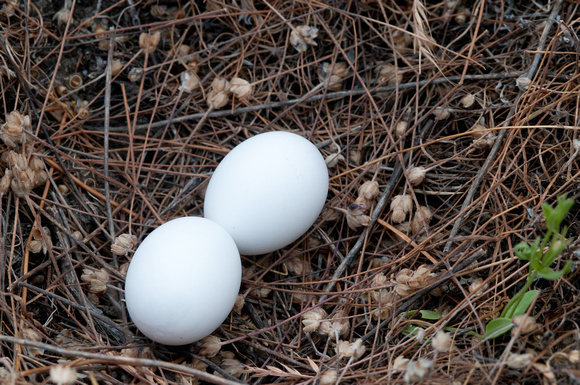 Eggs of Mourning Dove (Zenaida macroura)