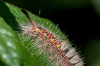 Caterpillar of Western Tussock Moth (Orgyia vetusta)