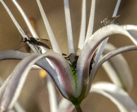 Insects Visiting Soap Plant Blossoms (Detail)