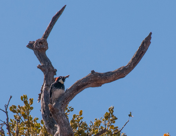 Acorn Woodpecker with Insect