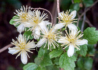 Chaparral Clematis with Crab Spider and Winter Ants