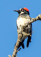 Female Acorn Woodpecker (Melanerpes formicovorus)