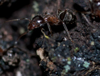 Carpenter Ant (Camponotus [semitestaceous?])
