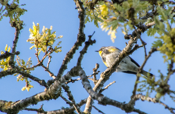 Yellow-rumped Warbler (Setophaga coronata) in Visitors' Oak in Springtime
