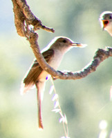 Ash-throated Flycatcher (Myiarcus cinerascens) Feeding Young