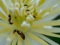 Winter Ant (Prenolepis imparis) on Chaparral Clematis (C. lasiantha)