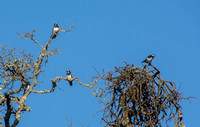 Acorn Woodpeckers in Phainopepla Tree