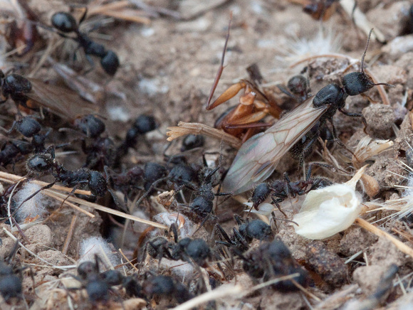 Winged Female Harvester Ant (Messor andrei) Leaves the Nest