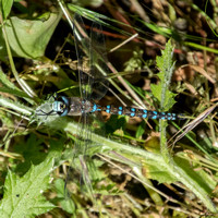 Blue-eyed Darner Dragonfly (Rhionaeschna multicolor, syn. Aeschna multicolor)