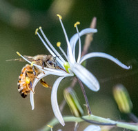 Honeybee visiting Soap Plant Blossom