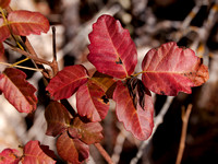 Red Poison Oak Leaves (Toxicodendron diversilobum)