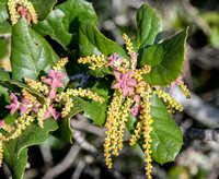 New Leaves and Catkins on Coast Live Oak (Quercus agrifolia)