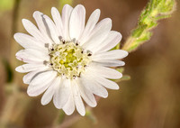 Flower of Hayfield Tarweed (Hemizonia congesta ssp. luzulifolia)