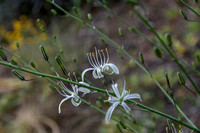 Blossoms of Soap Plant (Chlorogalum pomeridianum var. pomeridianum) at Dusk