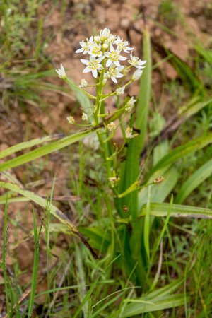 Fremont Star Lily (formerly Zigadenus fremontii)