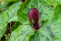 Flower of Giant Trillium (T. chloropetalum)