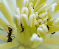 Another Insect on the Clematis Flower