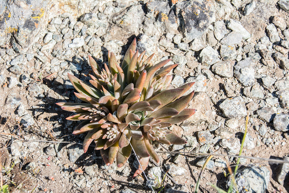Dudleya at the Summit
