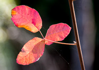 Poison Oak Leaves (Toxicodendron diversilobum)