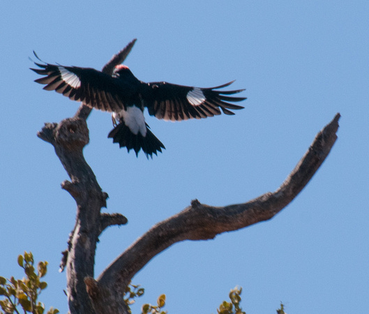 Acorn Woodpecker Landing