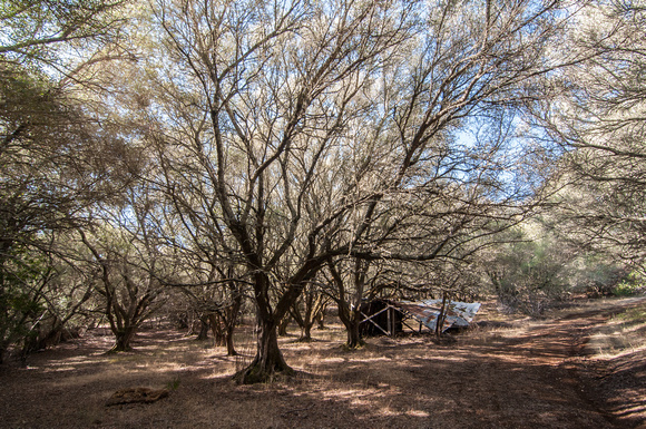 Olive Trees with Old Structure