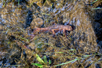 Coastal Range Newts Mating in San Francisquito Creek