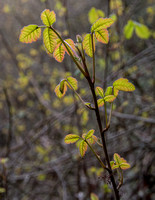 Poison Oak (Toxicodendron diversilbum)