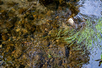 Coastal Range Newts Mating in San Francisquito Creek