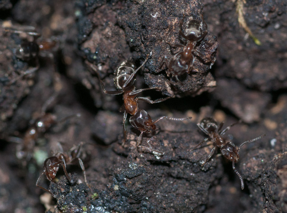 Carpenter Ants (Camponotus [semitestaceous?])