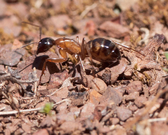 Carpenter Ant (Camponotus spp.)