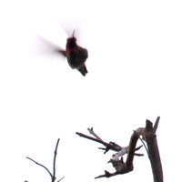 Anna's Hummingbird (Calypte anna) takes off