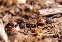 Formica Ant Pulls Larger Dead Ant