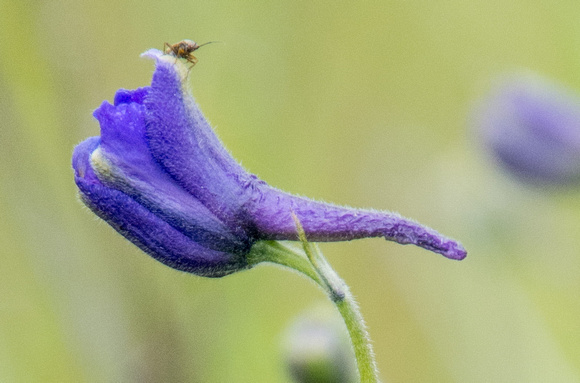 Insect on Larkspur Flower