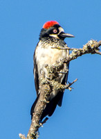Female Acorn Woodpecker (Melanerpes formicovorus) Shows her Crest