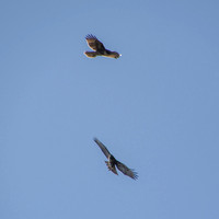 Pair of Red-tailed Hawk (Buteo jamaicensis) in Flight