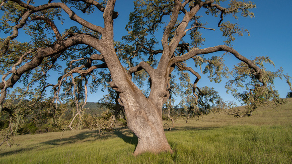 Valley Oak (Quercus lobata) up Close
