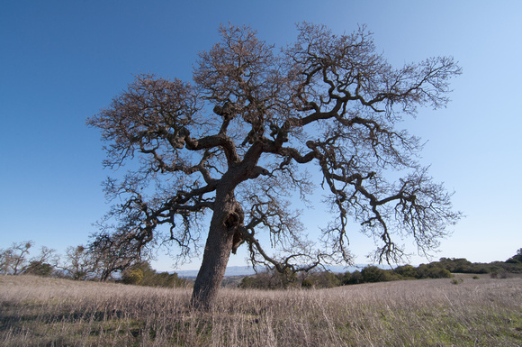 Lonely Valley Oak (Quercus lobata)