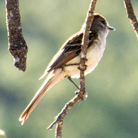 Ash-throated Flycatcher (Myiarcus cinerascens) in the Lone Valley Oak (Quercus lobata)