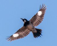 Acorn Woodpecker in Flight