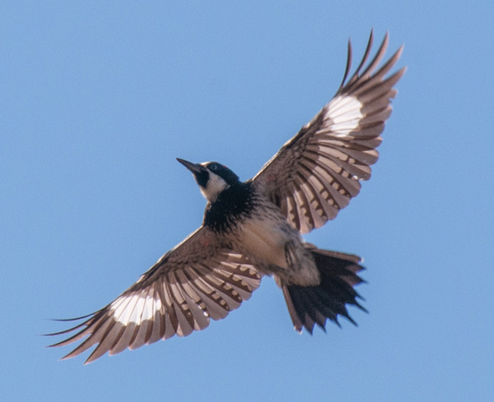 Acorn Woodpecker in Flight