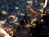 Active Pheidole Ant Nest