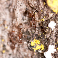 Argentine ants (Linepithema humile)