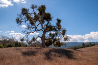 Second Valley Oak with Mistletoe
