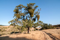 Mistletoe-covered Valley Oak (Quercus lobata)