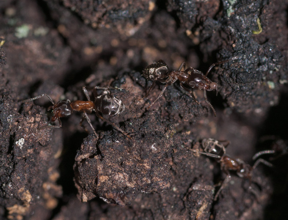 Carpenter Ant Carrying Larva?