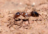 Field Ant (Formica moki)