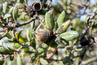 Acorn of Leather Oak (Quercus durata durata)